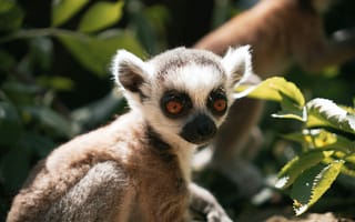 Картинка лемур, животные, природа, фото, зеленый, глаза, питомцы