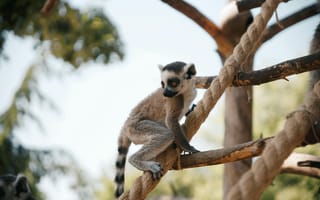 Картинка лемур, животные, природа, деревья, парк, питомцы, забавные