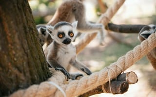 Картинка лемур, животные, природа, зоопарк, дерево, питомцы, приключения