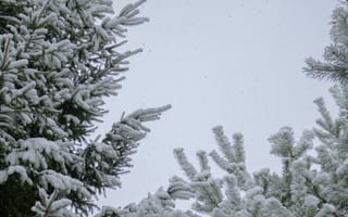 Картинка зима, снег, деревья, природа, пейзаж, холод, мир