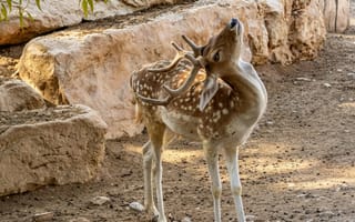 Картинка олень, природа, животные, пейзаж, зелень, фотография, парк