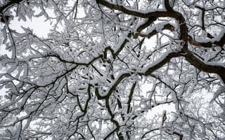 Картинка зима, снег, деревья, природа, пейзаж, холод, мир