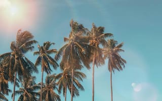 Картинка пальмы, небо, лето, природа, отдых, пейзаж, солнце
