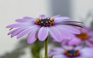 Картинка цветы, пурпурный, природа, макро, красота, растения, фотография