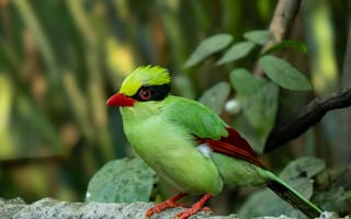 Картинка птица, природа, зеленый, красный, животные, фото, обои