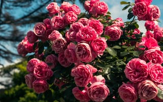 Картинка розы, цветы, природа, сад, красота, лето, пейзаж