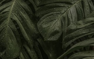 Картинка листья, растения, зелень, вода, природа, фон, обои