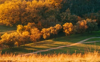 Картинка осень, природа, деревья, пейзаж, золотые листья, поляна, дорожка