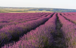 Картинка лаванда, поля, природа, цветы, пейзаж, синий, лето, красота