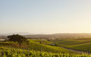 Картинка виноградник, пейзаж, природа, солнце, дерево, горы, лето