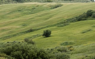 Картинка пейзаж, природа, зелень, холмы, деревья, лето, поля
