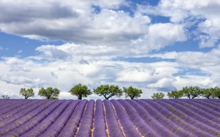 Картинка лаванда, пейзаж, небо, облака, поля, природа, цветы