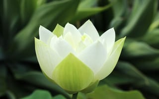Картинка цветок, лотос, природа, зелень, красота, растение, белый
