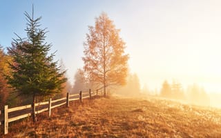 Картинка природа, осень, деревья, пейзаж, туман, фотография, поляна