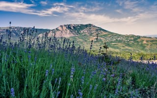 Картинка лаванда, горы, пейзаж, небо, природа, цветы, лето