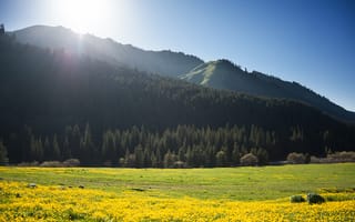 Картинка природа, горы, цветы, пейзаж, лес, солнце, зелень