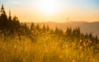 Картинка закат, природа, трава, лес, солнце, пейзаж, лето