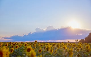 Картинка подсолнухи, закат, пейзаж, небо, цветы, природа, лето