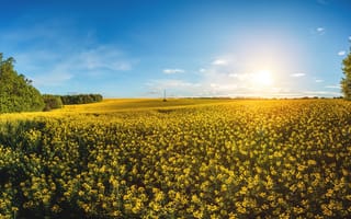 Картинка пейзаж, поле, цветы, солнце, небо, природа, лето