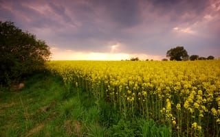 Картинка пейзаж, цветы, небо, поле, природа, жёлтый, закат