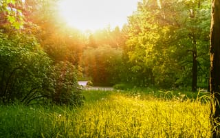 Картинка природа, солнце, лес, зелень, пейзаж, лето, свет