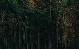 Картинка бамбук, лес, природа, зелень, фон, обои, темный