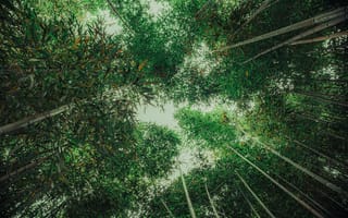 Картинка бамбук, лес, природа, зелень, деревья, небо, пейзаж