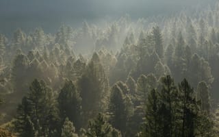 Картинка лес, природа, деревья, туман, пейзаж, утро, спокойствие