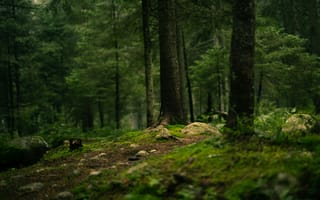 Картинка лес, природа, деревья, мох, пейзаж, тропа, камни