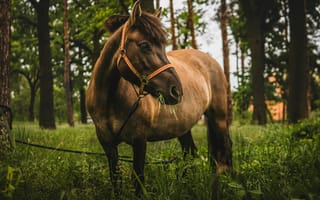 Картинка лошадь, природа, пейзаж, трава, деревья, животные, парк