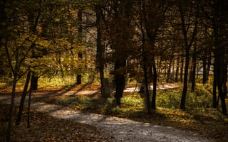 Картинка осень, лес, пейзаж, природа, деревья, дорожка, свет