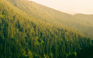 Картинка лес, природа, горы, пейзаж, зелень, освещение, фотография