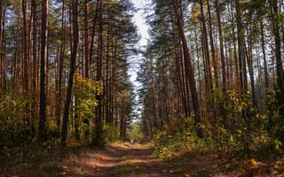 Картинка лес, природа, осень, деревья, пейзаж, дорожка, зелень