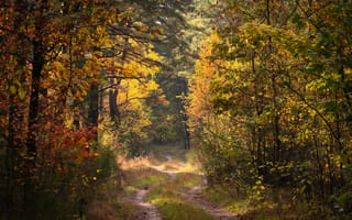 Картинка осень, лес, пейзаж, природа, дорога, деревья, цвета