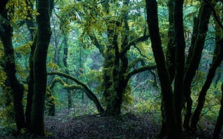 Картинка лес, деревья, природа, зелень, мгла, осень, пейзаж