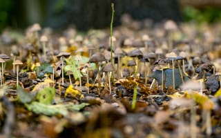 Картинка грибы, лес, природа, осень, фото, пейзаж, мох