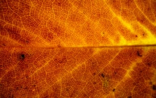 Картинка лист, осень, природа, текстура, желтый, макро, фотография