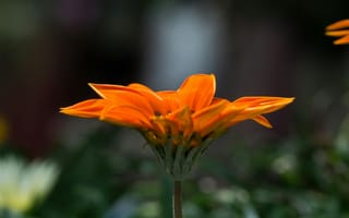 Картинка цветок, оранжевый, природа, растение, лето, красота, фото