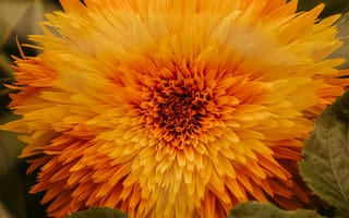 Картинка цветок, подсолнух, оранжевый, природа, лето, красота, растение