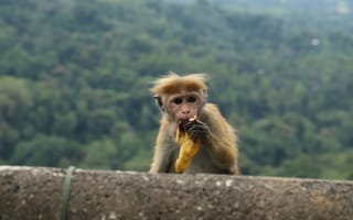 Картинка обезьяна, банан, природа, животные, ландшафт, фотография, дикие животные