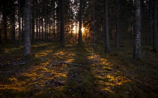 Картинка лес, закат, природа, деревья, мох, освещение, пейзаж, тишина, осень