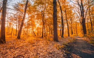 Картинка осень, лес, природа, солнце, деревья, пейзаж, пешеходная тропа