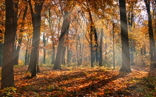 Картинка осень, лес, природа, деревья, свет, пейзаж, листья, тихо, красота