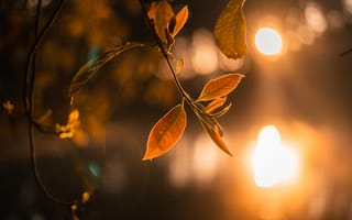 Картинка листья, закат, природа, осень, свет, фотография, пейзаж