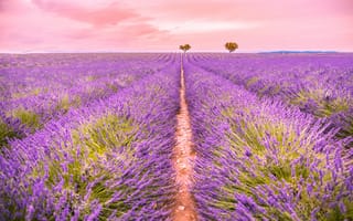 Картинка лаванда, пейзаж, поля, природа, цветы, закат, красота