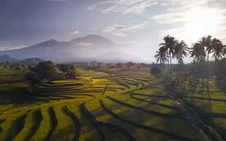 Картинка пейзаж, рисовые поля, горы, природа, закат, тропики, зелень