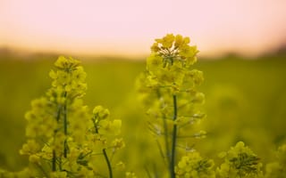 Картинка цветы, жёлтый, природа, пейзаж, закат, растения, поле