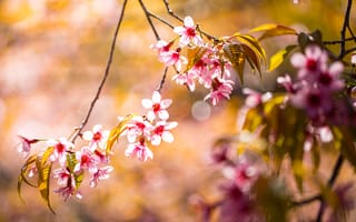 Картинка цветы, весна, природа, красота, пейзаж, розовый, дерево