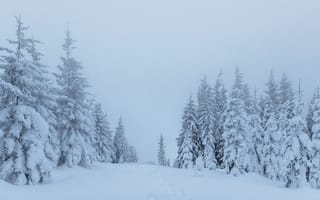 Картинка зима, снег, лес, деревья, пейзаж, мгла, природа