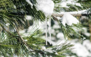 Картинка зима, снег, ель, природа, лед, пейзаж, холод